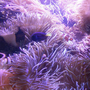 Meet your Posher, Pablo